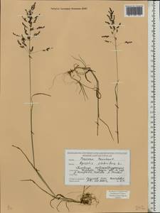 Agrostis stolonifera L., Eastern Europe, Belarus (E3a) (Belarus)
