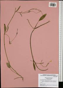Ranunculus flammula, Eastern Europe, Central region (E4) (Russia)