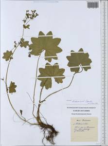 Alchemilla tichomirovii Czkalov, Eastern Europe, North-Western region (E2) (Russia)