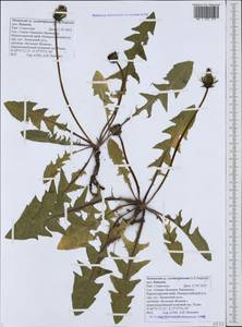 Taraxacum scaturiginosum G. E. Haglund, Caucasus, Black Sea Shore (from Novorossiysk to Adler) (K3) (Russia)