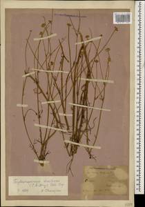 Tripleurospermum disciforme (C. A. Mey.) Sch. Bip., Caucasus (no precise locality) (K0)