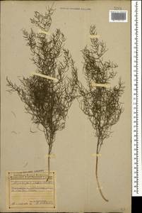 Asparagus verticillatus L., Caucasus, Azerbaijan (K6) (Azerbaijan)