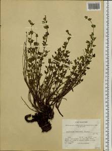 Lophanthus krylovii Lipsky, Siberia, Altai & Sayany Mountains (S2) (Russia)