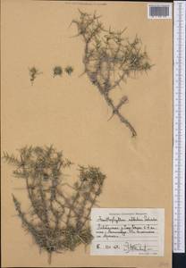 Acanthophyllum albidum Schischk., Middle Asia, Syr-Darian deserts & Kyzylkum (M7) (Tajikistan)