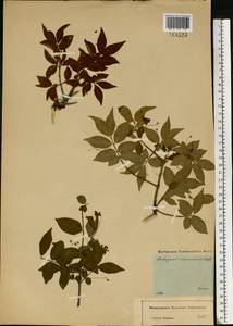 Euonymus verrucosus Scop., Eastern Europe, Moscow region (E4a) (Russia)