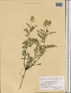 Oxytropis pilosa (L.)DC., Eastern Europe, Middle Volga region (E8) (Russia)
