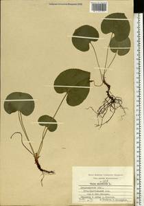 Viola mirabilis L., Eastern Europe, Central region (E4) (Russia)