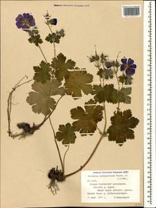 Geranium platypetalum Fisch. & C.A. Mey., Caucasus, North Ossetia, Ingushetia & Chechnya (K1c) (Russia)