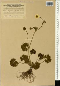 Ranunculus breyninus Crantz, Caucasus, South Ossetia (K4b) (South Ossetia)