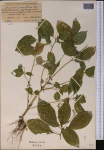 Impatiens parviflora DC., Middle Asia, Northern & Central Tian Shan (M4) (Kazakhstan)