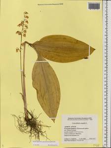 Convallaria majalis L., Eastern Europe, Central region (E4) (Russia)