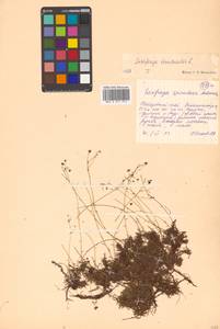 Saxifraga bronchialis L., Siberia, Russian Far East (S6) (Russia)