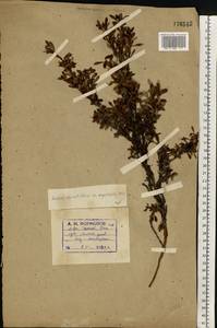 Arctostaphylos alpinus (L.) Spreng., Eastern Europe, Northern region (E1) (Russia)