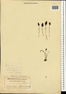 Muscari pallens (M.Bieb.) Fisch., Caucasus, Abkhazia (K4a) (Abkhazia)