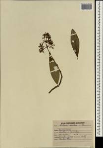 Alstonia scholaris (L.) R. Br., South Asia, South Asia (Asia outside ex-Soviet states and Mongolia) (ASIA) (India)