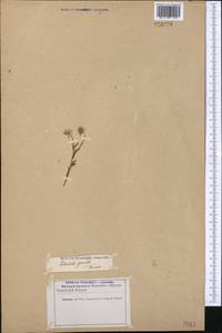 Calendula arvensis L., Middle Asia, Karakum (M6) (Turkmenistan)