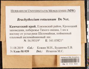 Brachythecium capillaceum (F. Weber & D. Mohr) Giacom., Bryophytes, Bryophytes - Chukotka & Kamchatka (B21) (Russia)