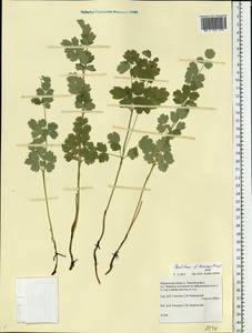 Thalictrum minus subsp. elatum (Jacq.) Stoj. & Stef., Eastern Europe, Northern region (E1) (Russia)