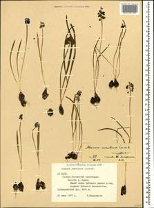 Muscari coeruleum Losinsk., Caucasus, North Ossetia, Ingushetia & Chechnya (K1c) (Russia)