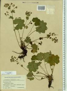 Alchemilla subcrenata Buser, Eastern Europe, Latvia (E2b) (Latvia)