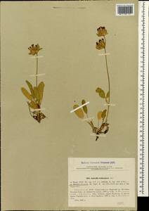 Anthyllis vulneraria subsp. boissieri (Sagorski)Bornm., Caucasus, Abkhazia (K4a) (Abkhazia)