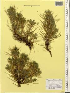 Astragalus denudatus Stev., Caucasus, Stavropol Krai, Karachay-Cherkessia & Kabardino-Balkaria (K1b) (Russia)