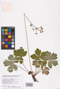 Sanicula europaea L., Eastern Europe, South Ukrainian region (E12) (Ukraine)