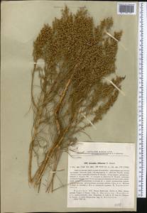 Artemisia arenaria DC., Middle Asia, Muyunkumy, Balkhash & Betpak-Dala (M9) (Kazakhstan)