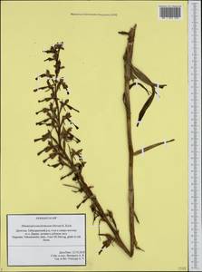 Himantoglossum formosum (Steven) K.Koch, Caucasus, Dagestan (K2) (Russia)