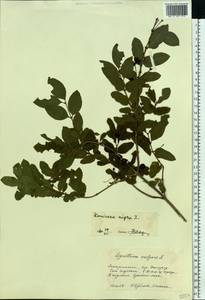 Lonicera nigra L., Eastern Europe, West Ukrainian region (E13) (Ukraine)