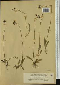 Pilosella floribunda (Wimm. & Grab.) Fr., Western Europe (EUR) (Austria)