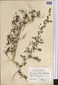 Nitraria sibirica (DC.) Pall., Middle Asia, Northern & Central Tian Shan (M4) (Kyrgyzstan)