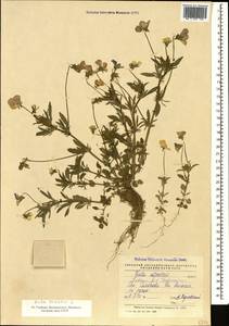 Viola tricolor L., Caucasus, Georgia (K4) (Georgia)