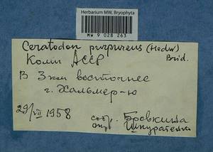 Ceratodon purpureus (Hedw.) Brid., Bryophytes, Bryophytes - European North East (B7) (Russia)