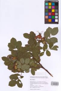 Rosa villosa L., Eastern Europe, Middle Volga region (E8) (Russia)