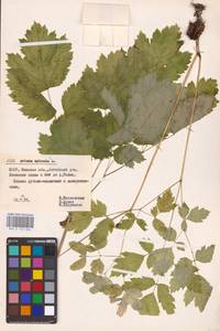 Actaea spicata L., Eastern Europe (no precise locality) (E0)