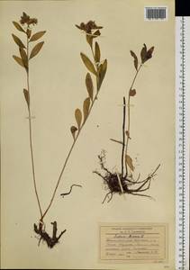 Phedimus aizoon (L.) 't Hart, Siberia, Central Siberia (S3) (Russia)