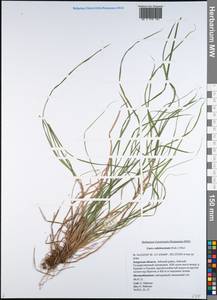 Carex subebracteata (Kük.) Ohwi, Siberia, Russian Far East (S6) (Russia)