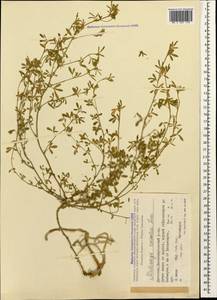Medicago lessingii Fisch. & C.A.Mey. ex Kar., Caucasus, Dagestan (K2) (Russia)