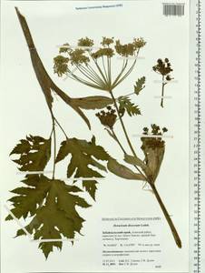 Heracleum dissectum Ledeb., Siberia, Baikal & Transbaikal region (S4) (Russia)