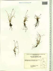 Carex micropoda C.A.Mey., Siberia, Chukotka & Kamchatka (S7) (Russia)