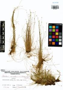 Eleocharis acicularis (L.) Roem. & Schult., Siberia, Baikal & Transbaikal region (S4) (Russia)