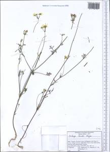 Orlaya daucoides (L.) Greuter, Western Europe (EUR) (Italy)