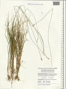 Carex brunnescens (Pers.) Poir., Eastern Europe, Northern region (E1) (Russia)