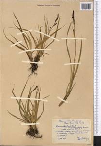 Carex orbicularis Boott, Middle Asia, Pamir & Pamiro-Alai (M2) (Kyrgyzstan)