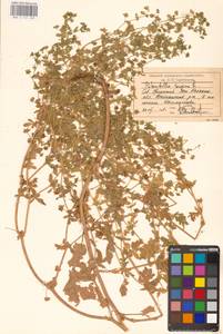 Potentilla supina L., Middle Asia, Caspian Ustyurt & Northern Aralia (M8) (Kazakhstan)