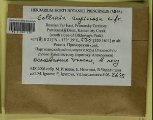 Gollania ruginosa (Mitt.) Broth., Bryophytes, Bryophytes - Russian Far East (excl. Chukotka & Kamchatka) (B20) (Russia)