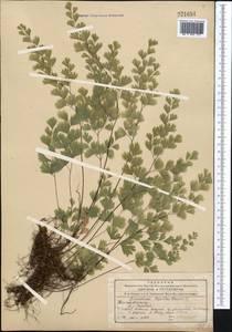 Adiantum capillus-veneris L., Middle Asia, Northern & Central Tian Shan (M4) (Kyrgyzstan)