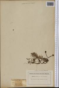 Ranunculus gmelinii DC., America (AMER) (Not classified)