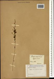 Reaumuria alternifolia subsp. alternifolia, Caucasus (no precise locality) (K0)